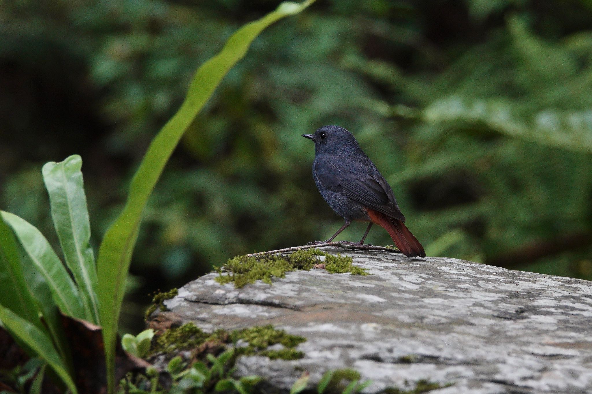 Plumbeous Water Redstart