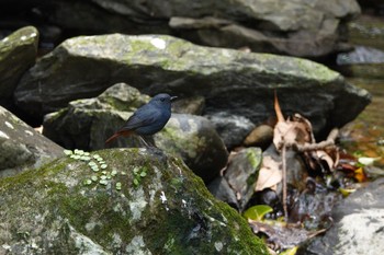 Plumbeous Water Redstart 烏来(台湾) Wed, 5/17/2023