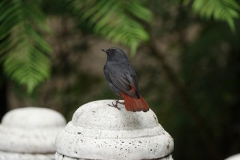 カワビタキ 烏来(台湾) 2023年5月17日(水)