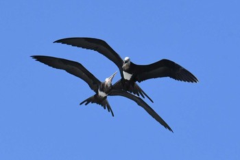 Great Frigatebird 千葉県九十九里町 Sun, 9/23/2018