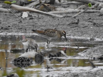 Sharp-tailed Sandpiper 愛知県愛西市立田町 Sat, 10/14/2023