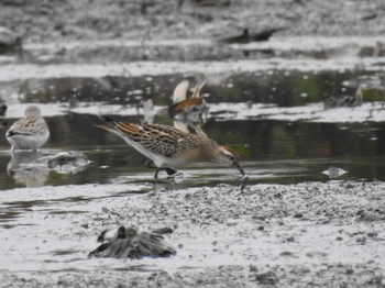 Sharp-tailed Sandpiper 愛知県愛西市立田町 Sat, 10/14/2023