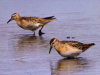 アメリカウズラシギ 稲敷市 2023年10月14日(土)