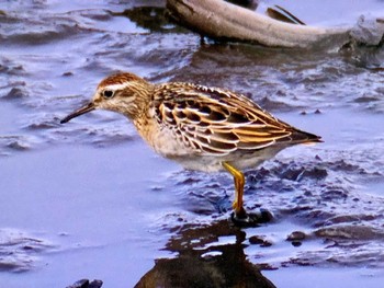 Sharp-tailed Sandpiper Inashiki Sat, 10/14/2023