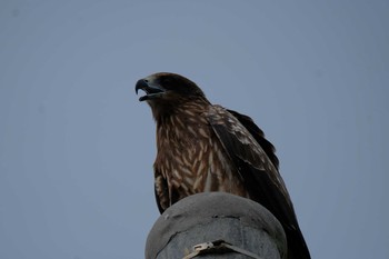 2018年9月23日(日) 三浦半島の野鳥観察記録