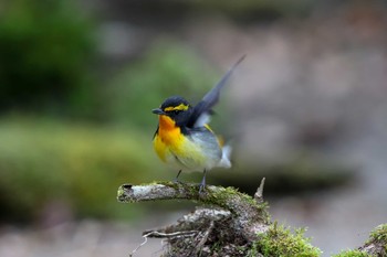 Narcissus Flycatcher Unknown Spots Unknown Date