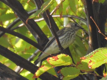 2023年10月15日(日) 京都御苑の野鳥観察記録