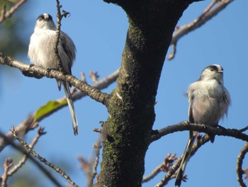 2023年10月15日(日) 鴨川の野鳥観察記録