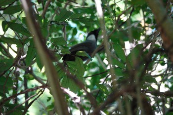 Black-throated Laughingthrush 烏来(台湾) Wed, 5/17/2023