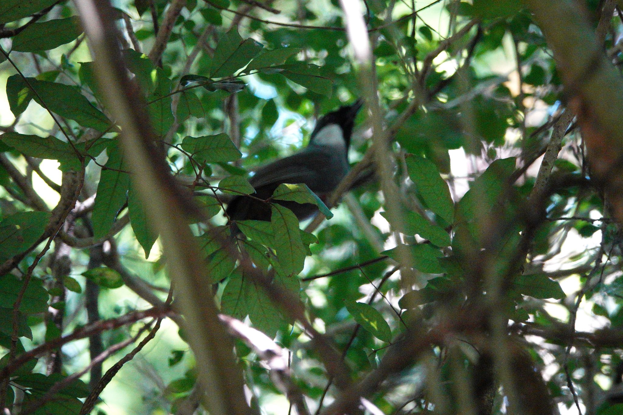 Photo of Black-throated Laughingthrush at 烏来(台湾) by のどか