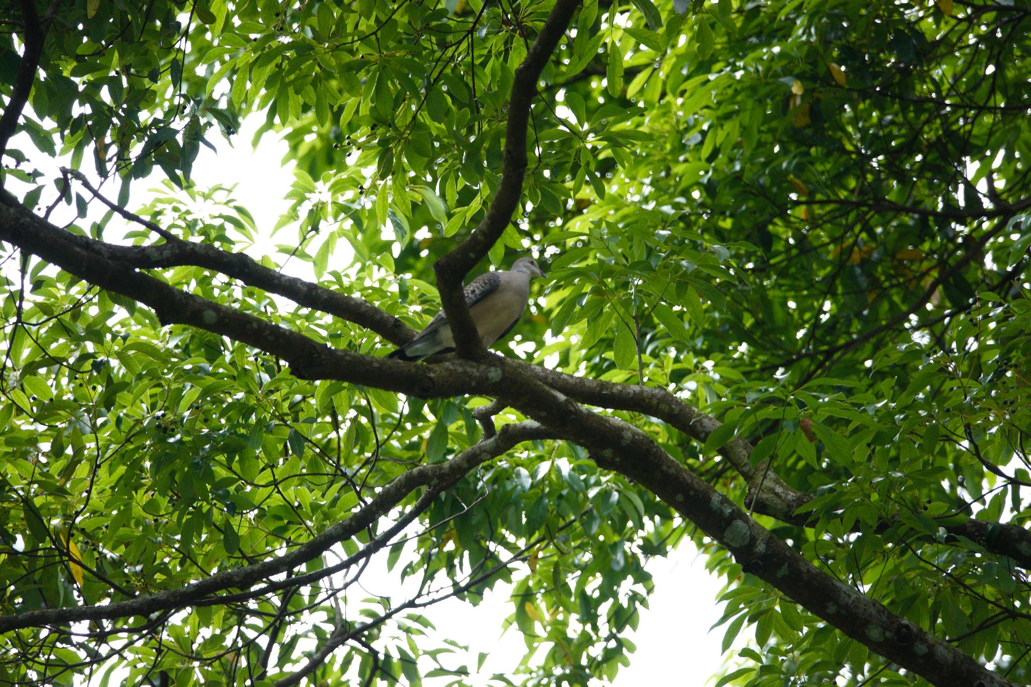 Oriental Turtle Dove