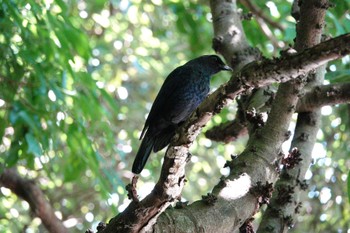 Taiwan Whistling Thrush 烏来(台湾) Wed, 5/17/2023