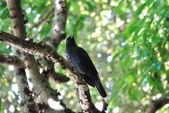 Taiwan Whistling Thrush 烏来(台湾) Wed, 5/17/2023