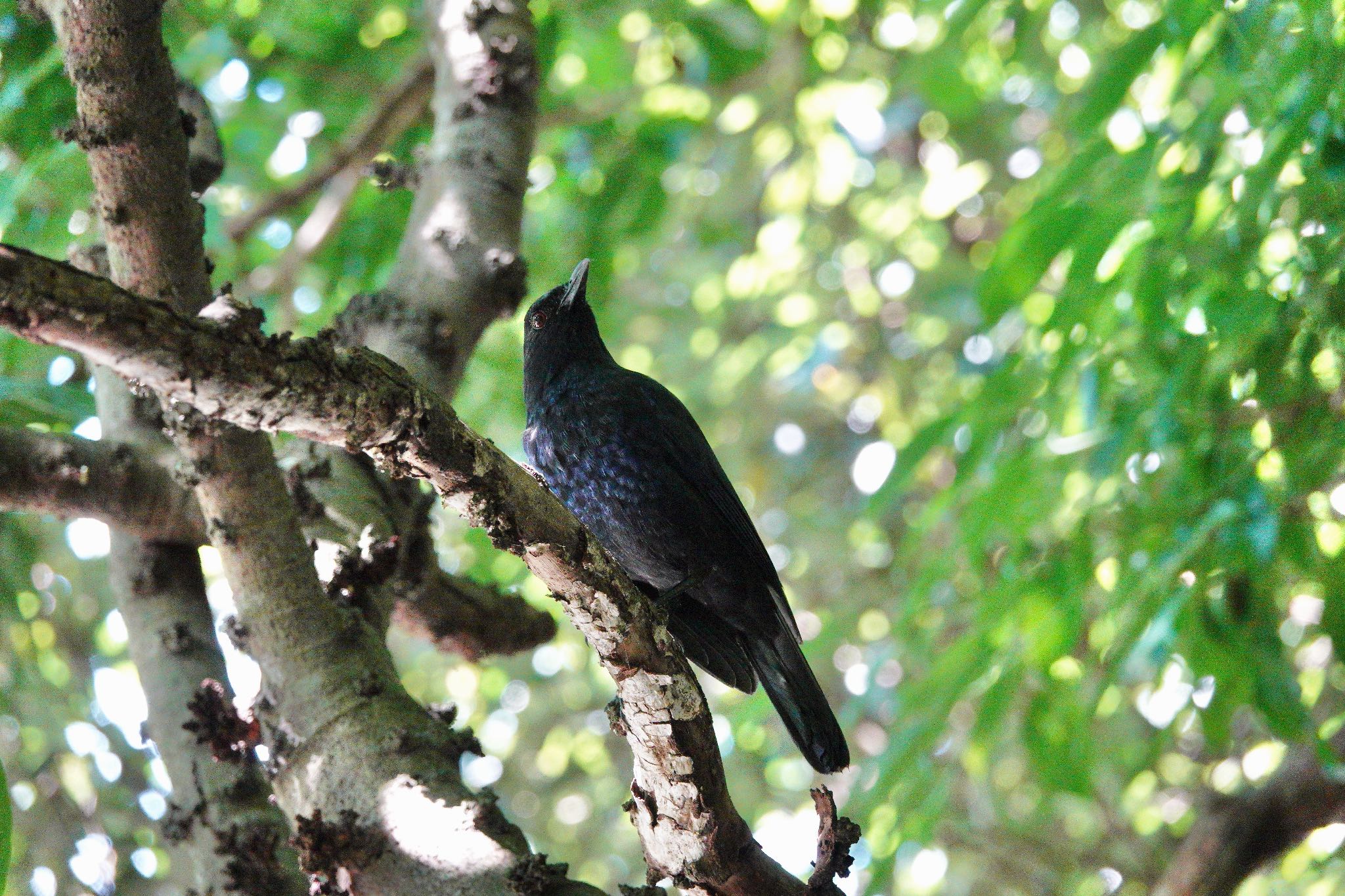 Photo of Taiwan Whistling Thrush at 烏来(台湾) by のどか