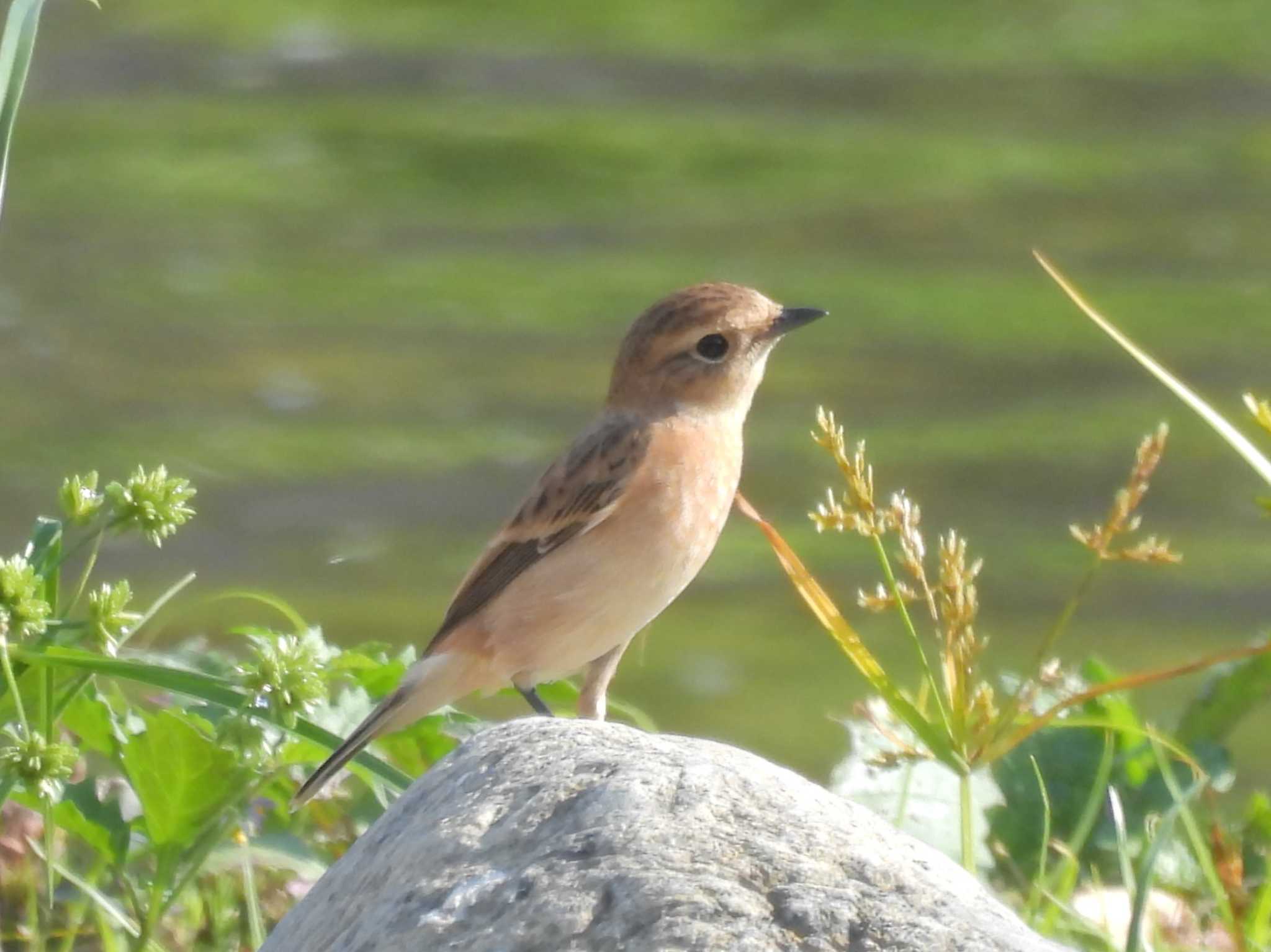 Amur Stonechat