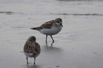 トウネン ふなばし三番瀬海浜公園 2023年10月5日(木)