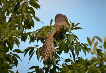 Sat, 10/14/2023 Birding report at Tokyo Port Wild Bird Park