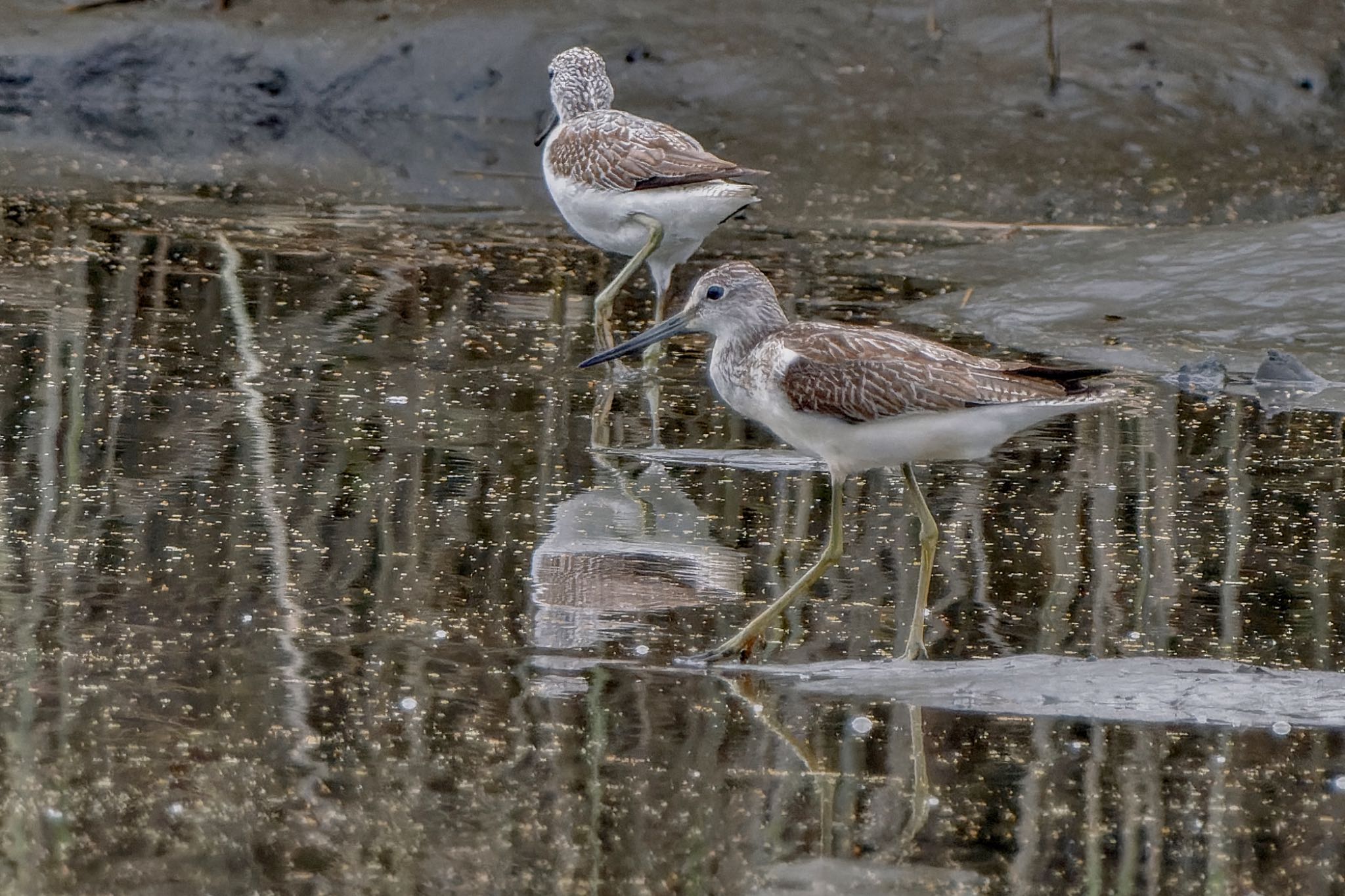 Common Greenshank