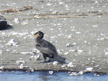 Great Cormorant 宮川河口とその周辺の農耕地 Sun, 10/15/2023