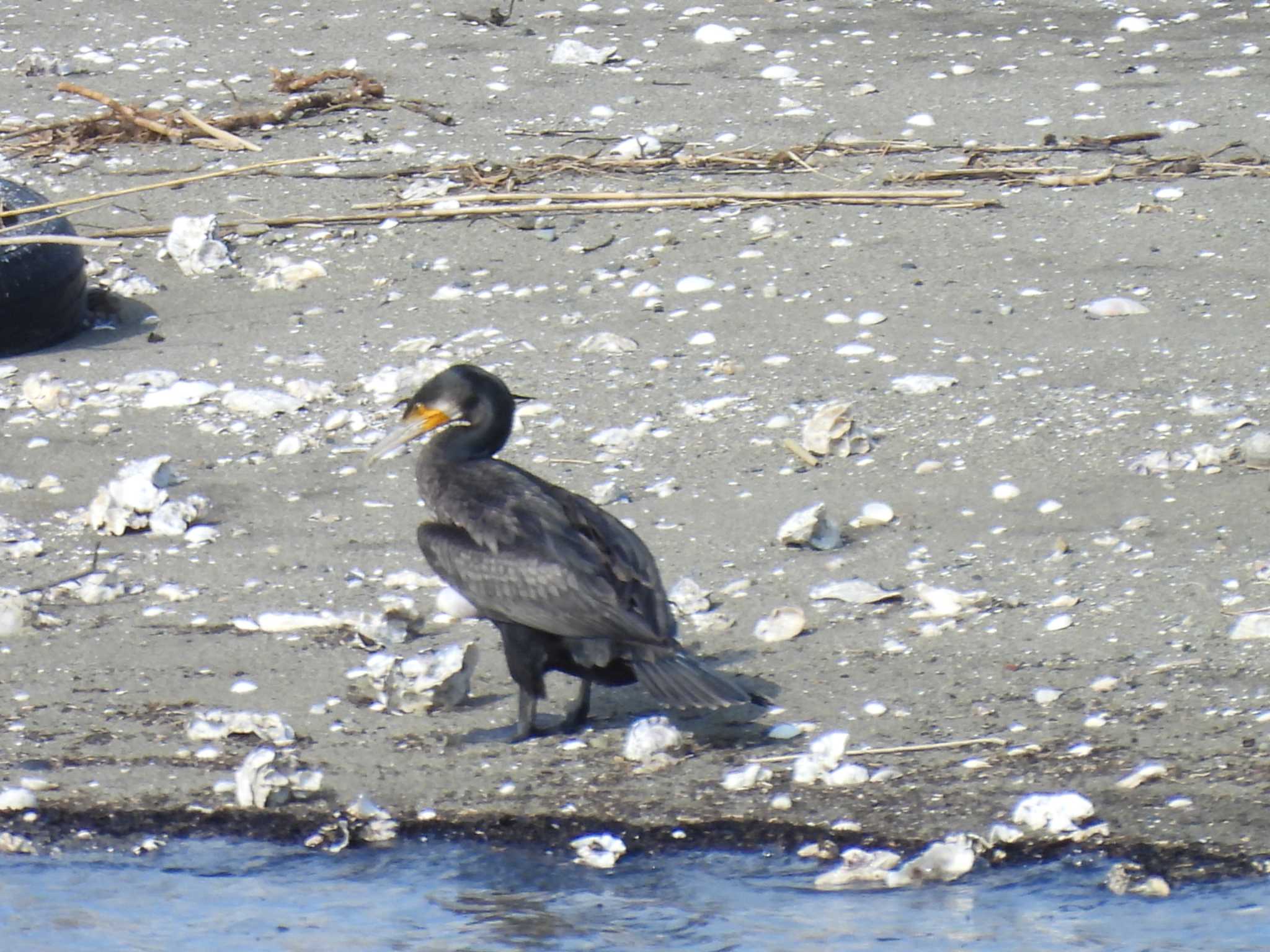 Photo of Great Cormorant at 宮川河口とその周辺の農耕地 by aquilla