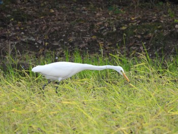 Great Egret(modesta)  宮川河口とその周辺の農耕地 Sun, 10/15/2023