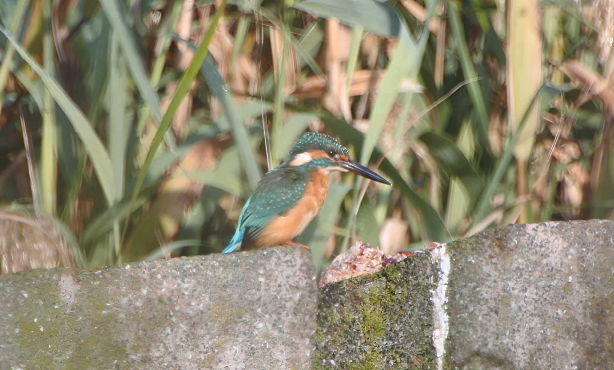 Photo of Common Kingfisher at 大阪府堺市 by ひないつ☃️ⓨⓤⓚⓘ達磨改