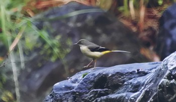 Grey Wagtail 大阪府堺市 Sun, 10/15/2023