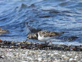 Ruddy Turnstone 宮川河口とその周辺の農耕地 Sun, 10/15/2023