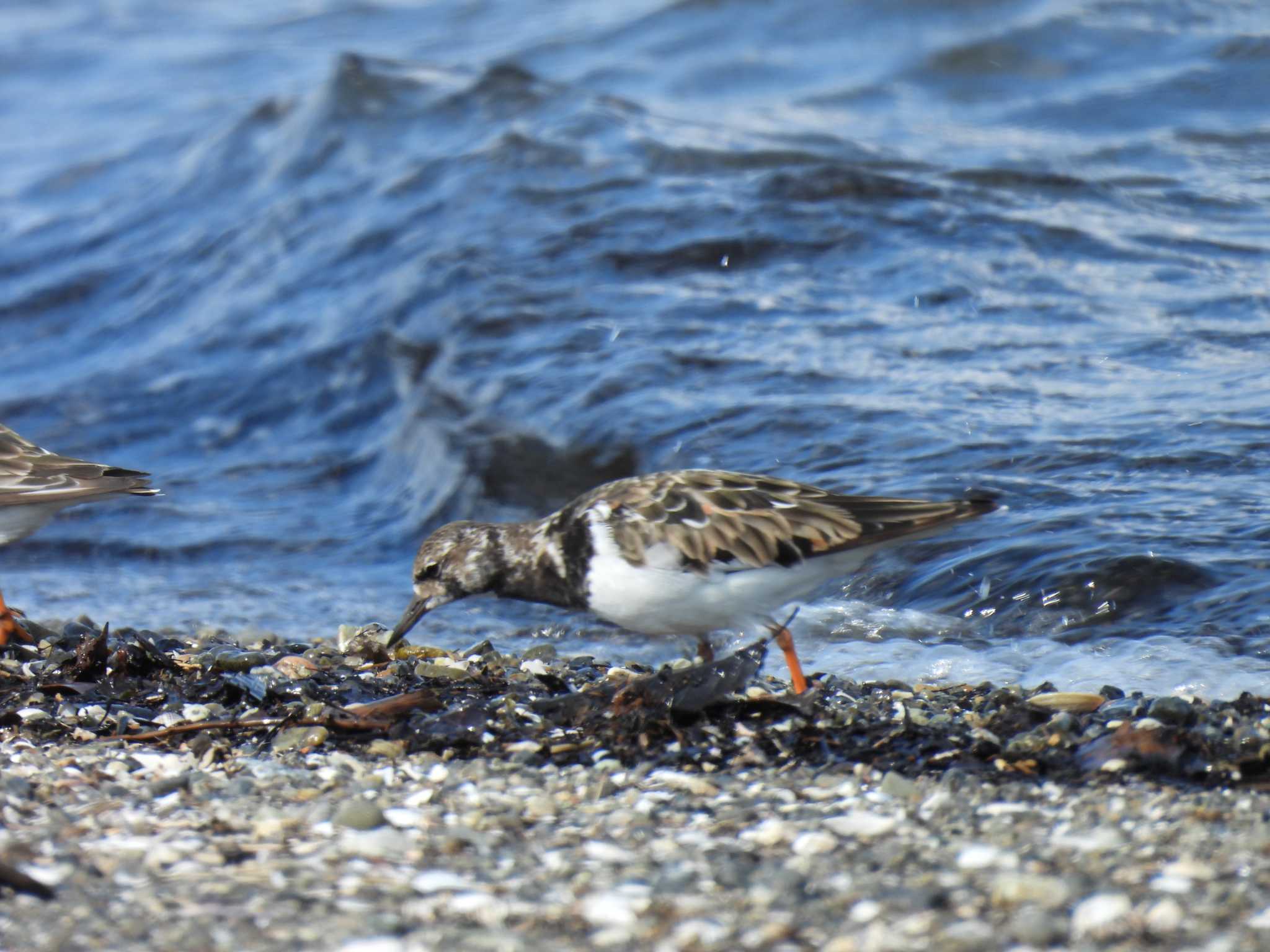 Ruddy Turnstone