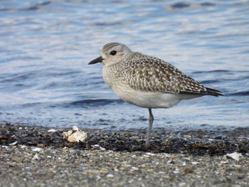 2023年10月15日(日) 宮川河口とその周辺の農耕地の野鳥観察記録