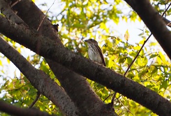 エゾビタキ 東京港野鳥公園 2023年10月14日(土)