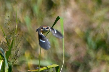 モズ 東京港野鳥公園 2023年10月13日(金)