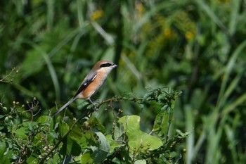 モズ 東京港野鳥公園 2023年10月13日(金)