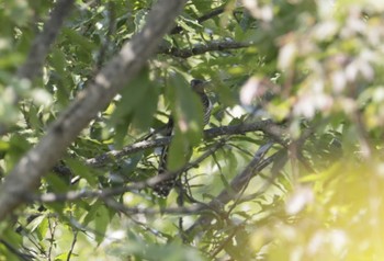 Oriental Cuckoo 和歌山市 Sun, 10/15/2023