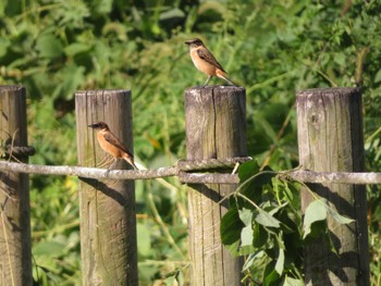 Amur Stonechat 淀川河川公園 Thu, 10/12/2023