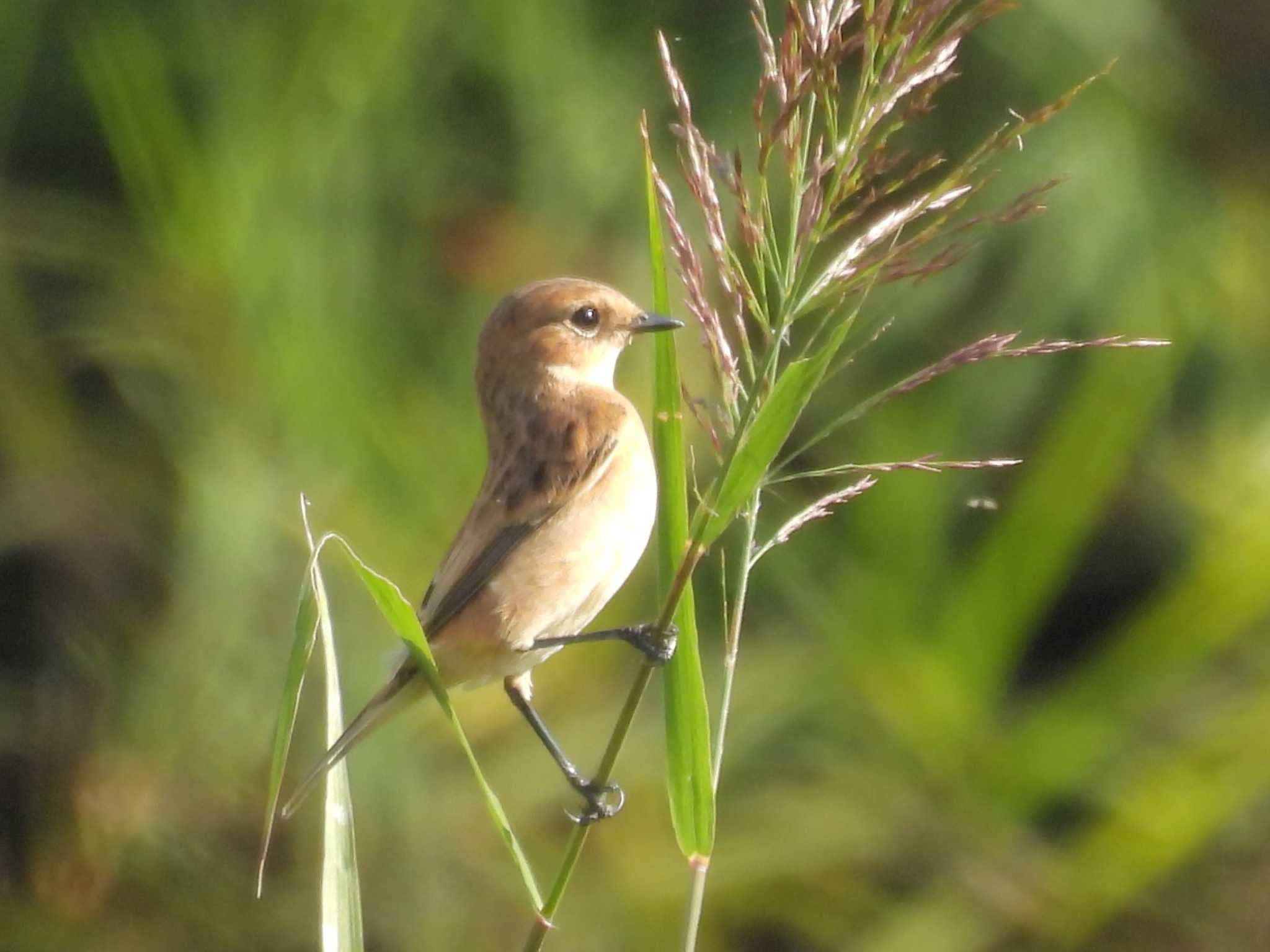 Photo of Amur Stonechat at 鴨川 by ゆりかもめ