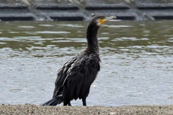 カワウ 大津川河口 2023年10月15日(日)