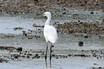 2023年10月15日(日) 大津川河口の野鳥観察記録