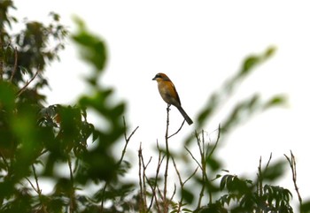 2023年10月14日(土) 東浦自然環境学習の森(知多郡東浦町)の野鳥観察記録