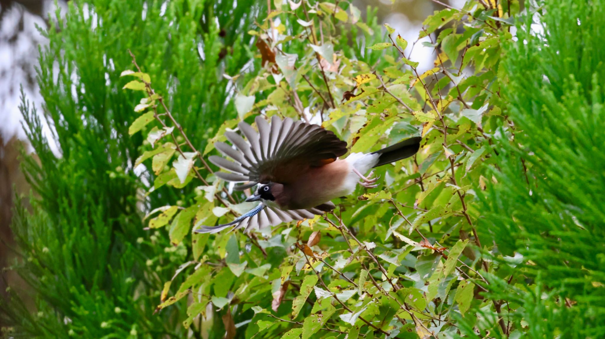 Photo of Eurasian Jay at Arima Fuji Park by 洗濯バサミ