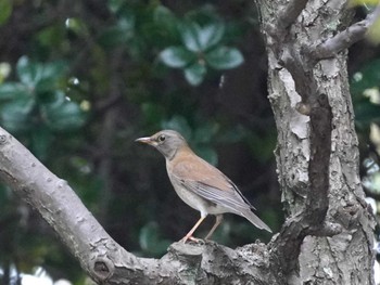 2023年10月14日(土) 大阪城公園の野鳥観察記録