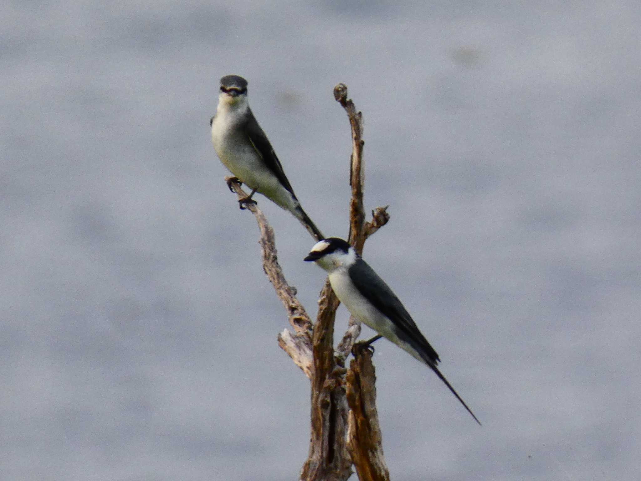 Photo of Ashy Minivet at Yoron Island by あおこん