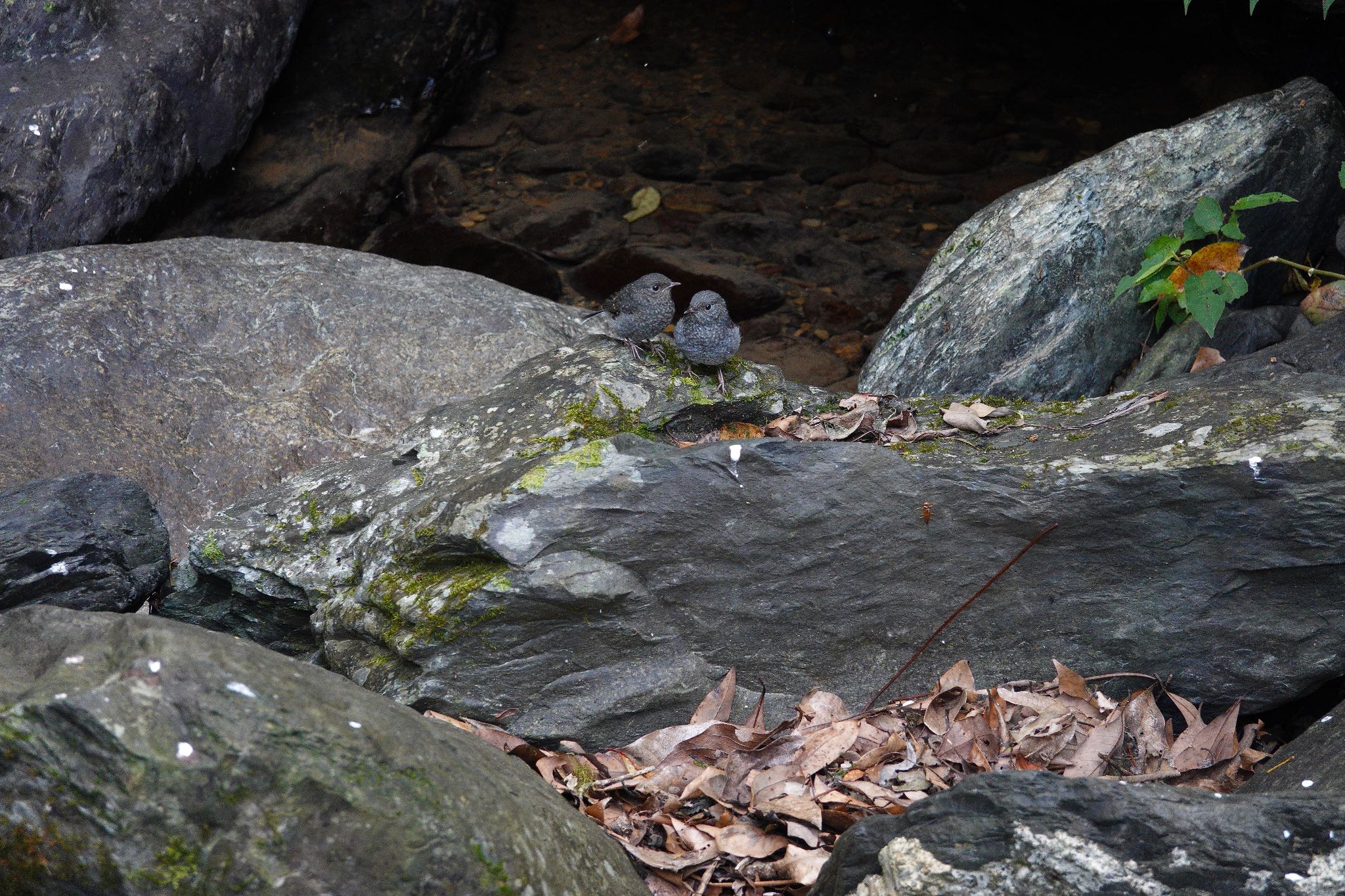 Plumbeous Water Redstart