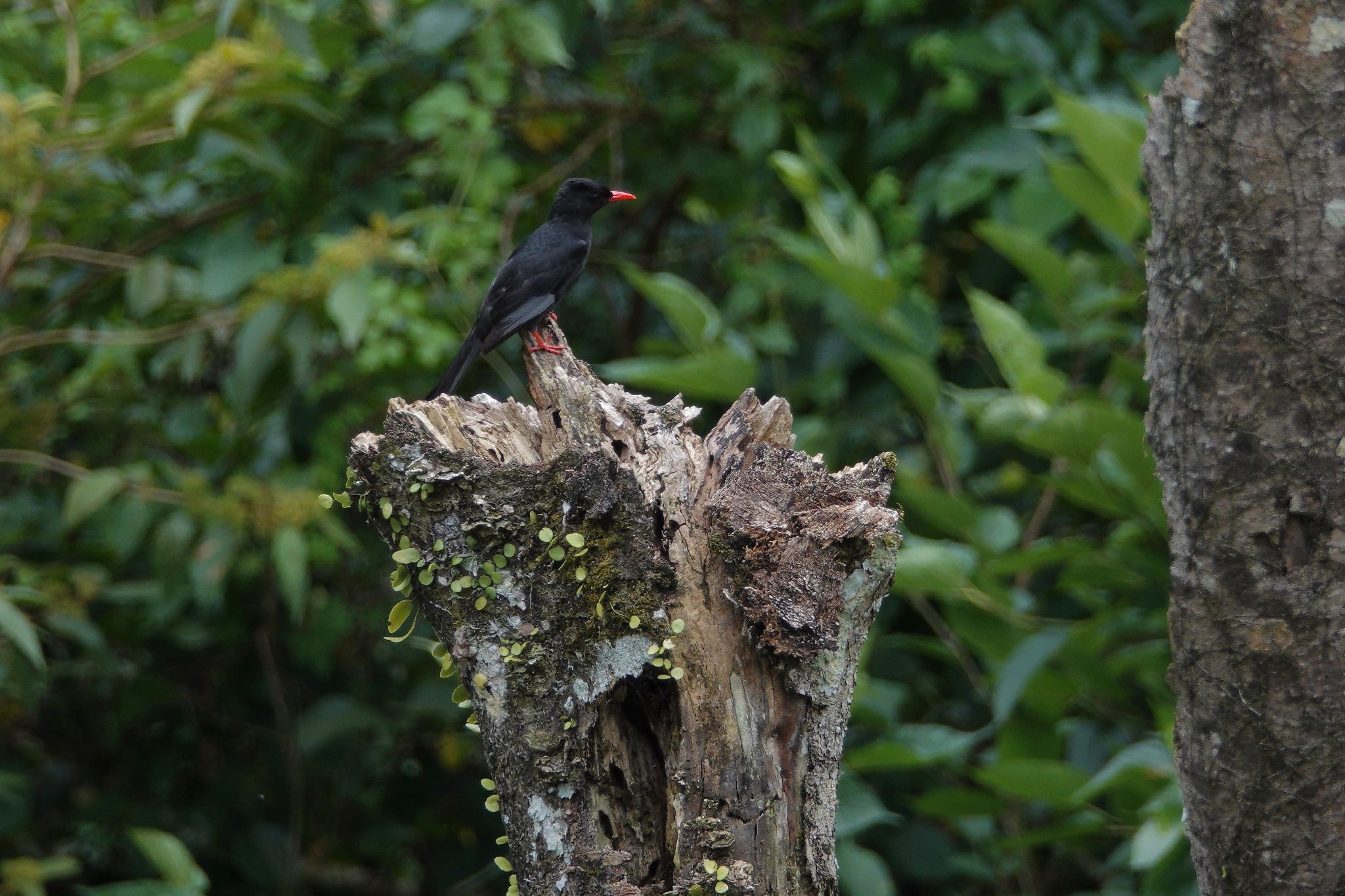 Black Bulbul