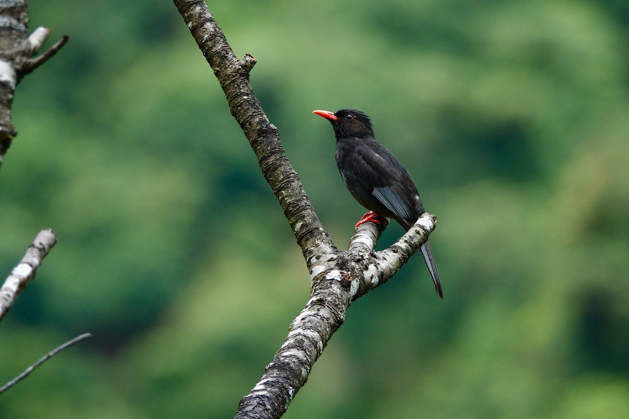 Black Bulbul