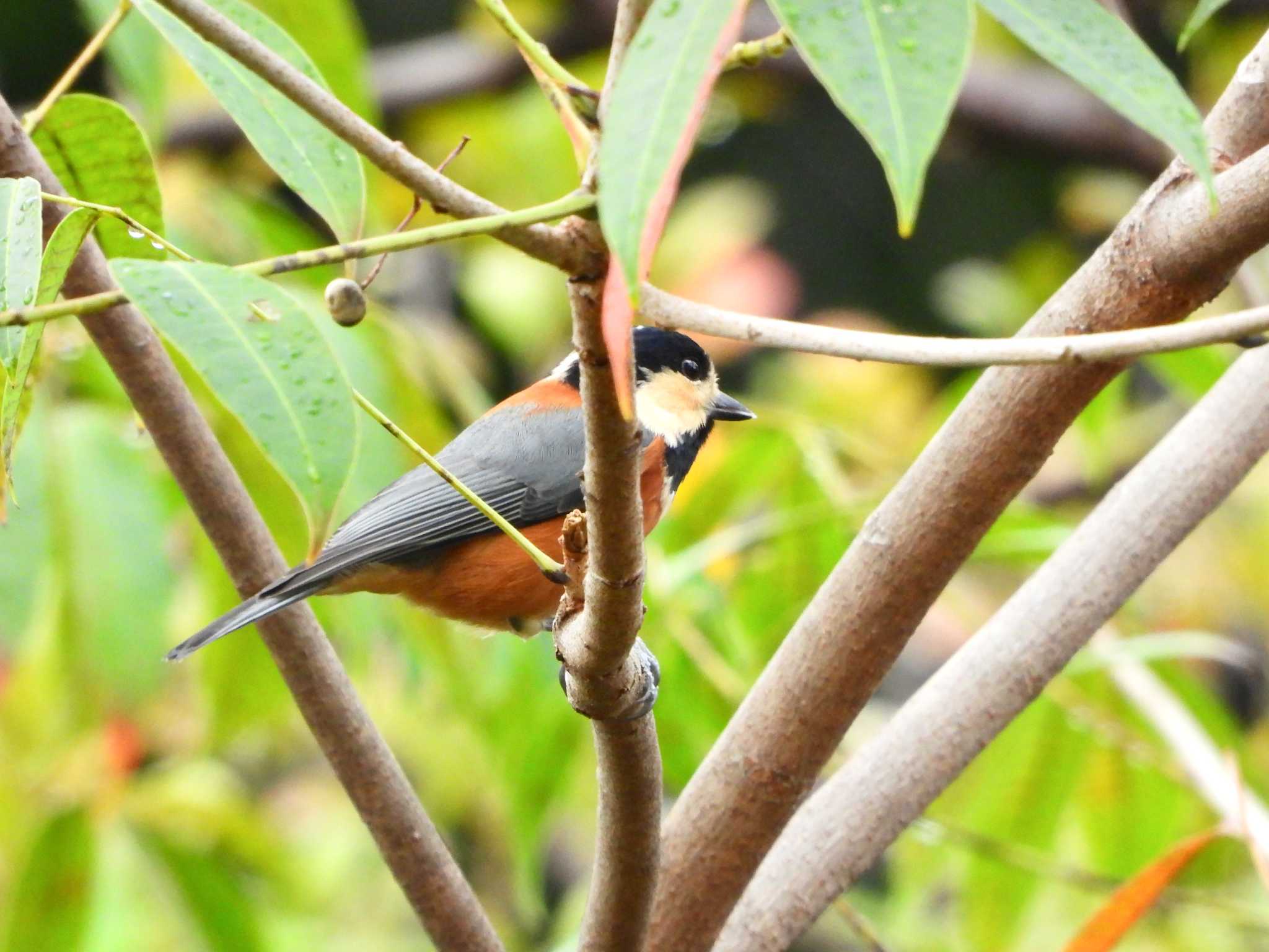 Photo of Varied Tit at マイフィールドa by ｱ