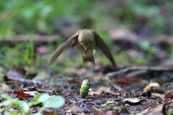 Narcissus Flycatcher Unknown Spots Sat, 9/22/2018