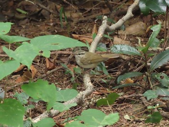 Sakhalin Leaf Warbler Unknown Spots Sat, 10/14/2023