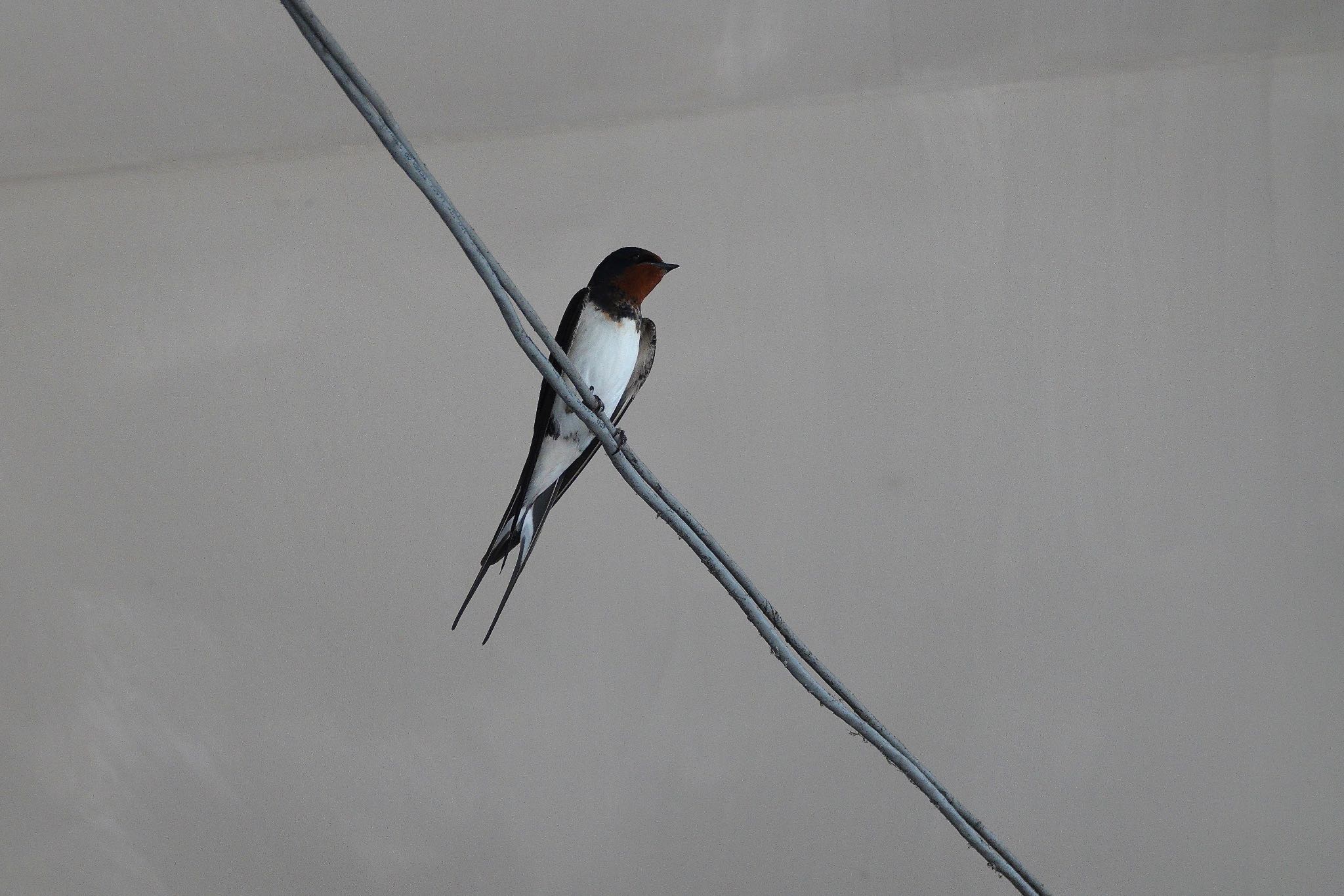 Barn Swallow