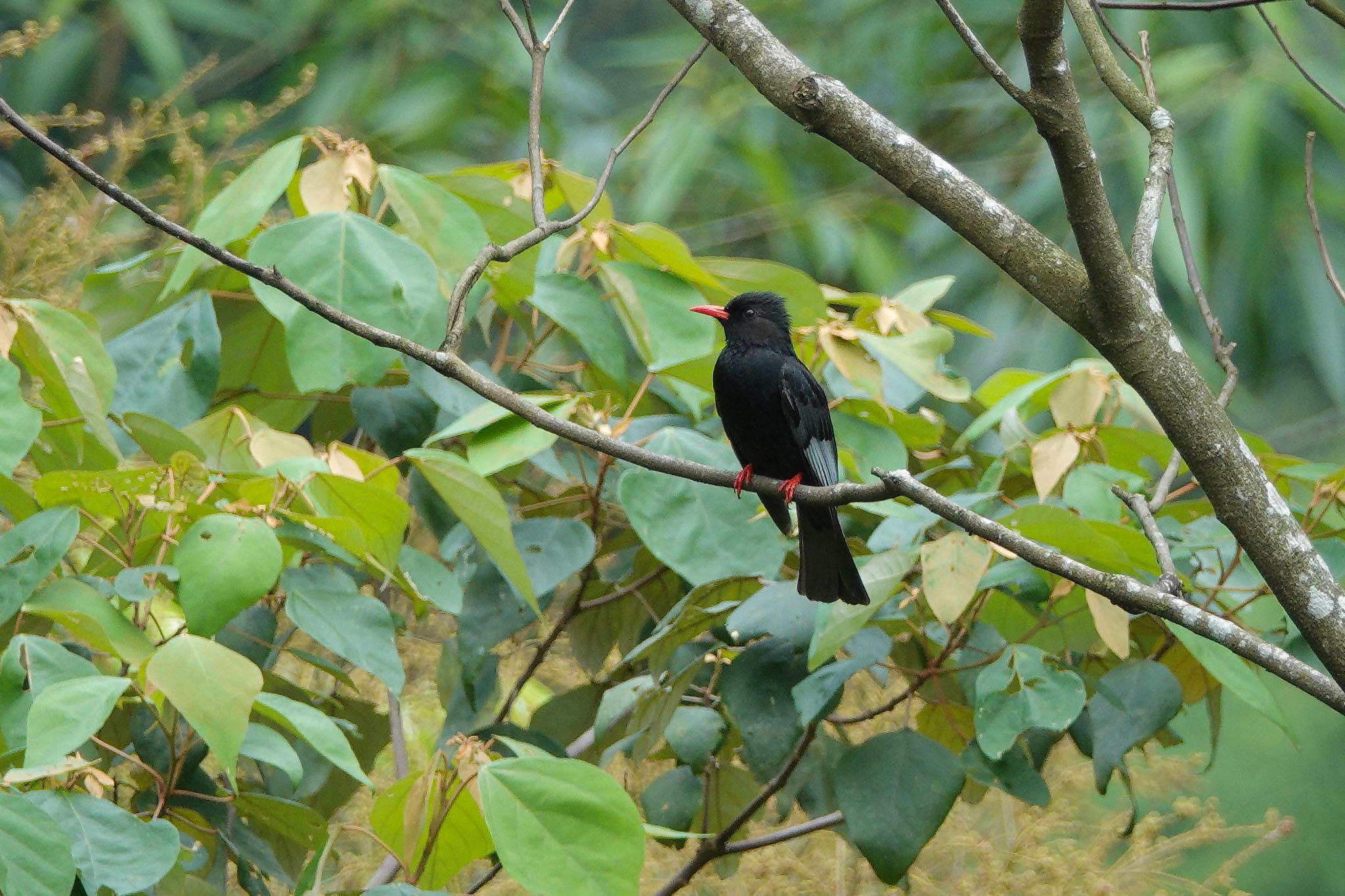 Black Bulbul